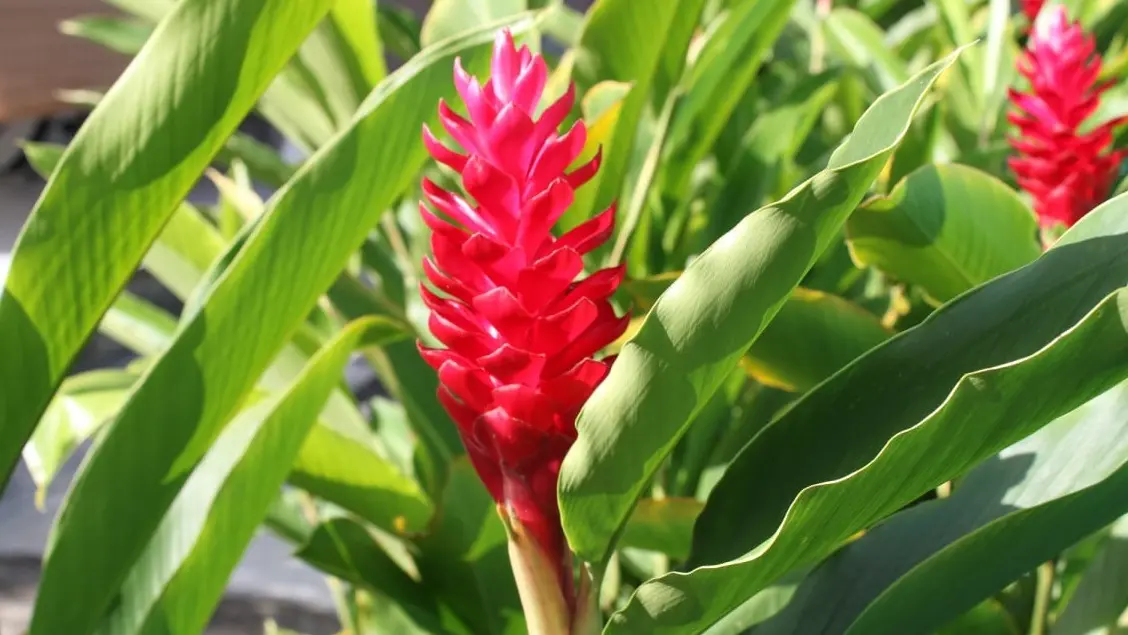 Gîte La Promenade des Colibris - Saint-François - Guadeloupe